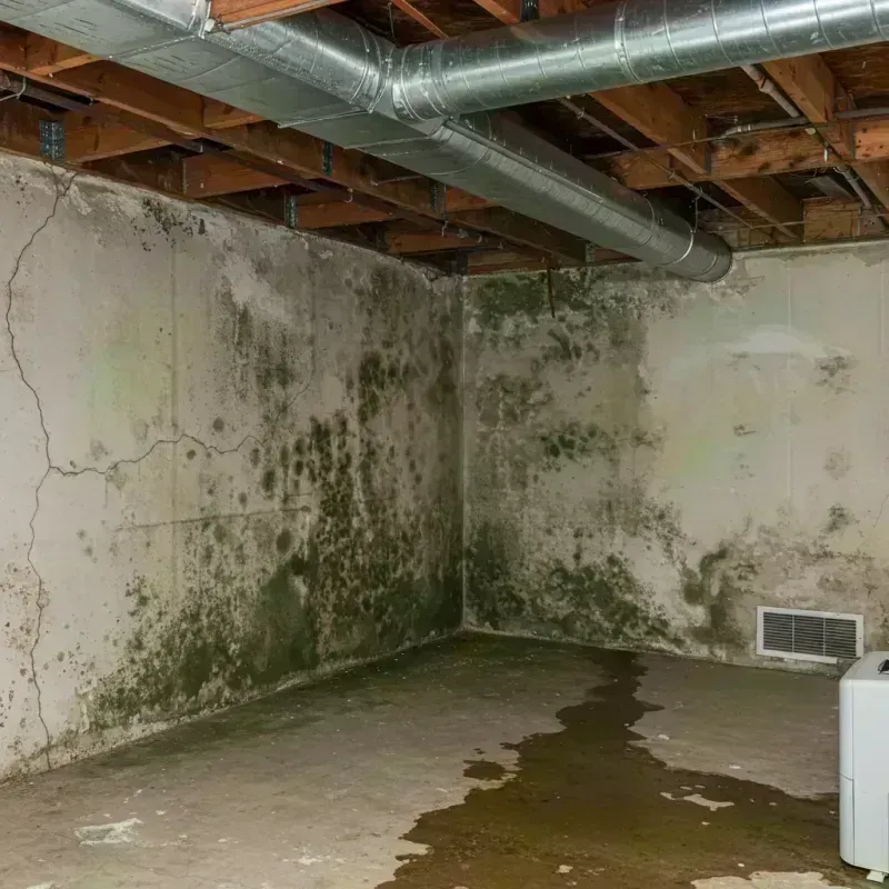 Professional Mold Removal in Cottleville, MO